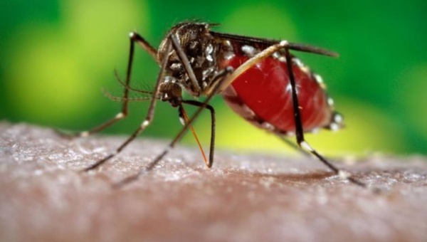 Advierte OMS riesgos si zika se extiende
