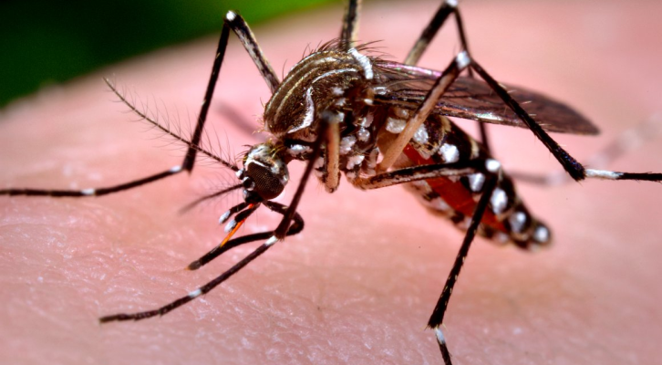 Científicos hallan que virus Zika ayudaría contra el cáncer cerebral