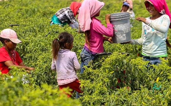 Hace falta una reforma para erradicar el trabajo infantil en México: Especialistas