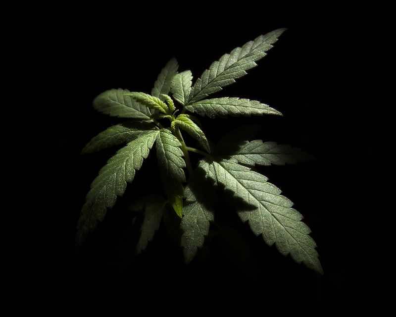 La regulación del cannabis es inminente 