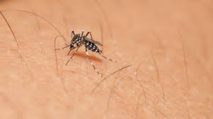 OMS ve bajo riesgo de propagación del zika