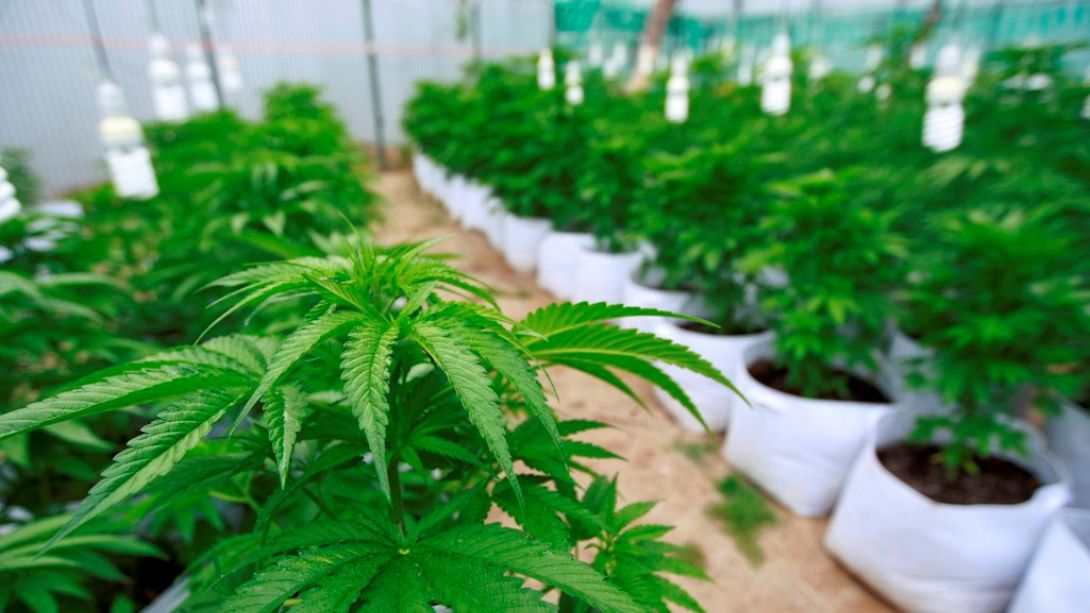 Piden pacientes poder cultivar cannabis