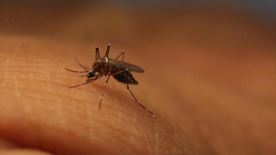 Retira OMS emergencia sanitaria por zika