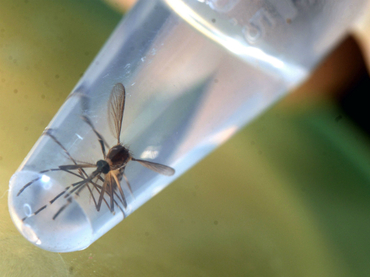 Suman cinco mil 204 casos de zika en México