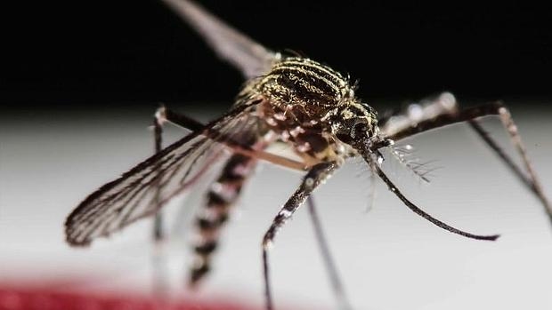 Virus del Zika llegó a 33 países en AL: OMS 
