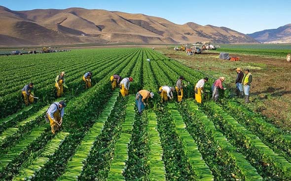 Canadá vacunará contra el COVID-19 a trabajadores agrícolas mexicanos