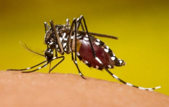 Nuevas estrategias contra chikungunya y zika