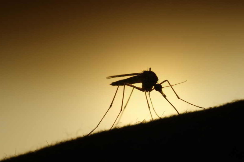 Van 199 casos de zika en el país; 70 son embarazadas